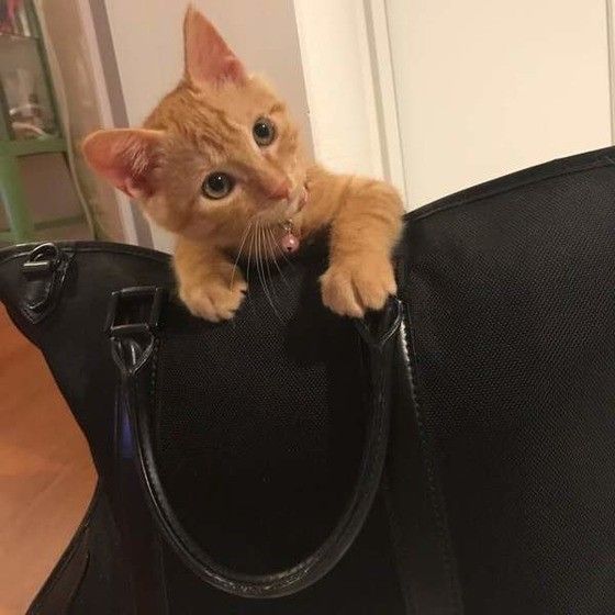 カバンに入る猫