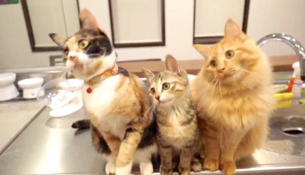 リズムに乗ってシンクロするひじきちゃん、しじみちゃん、いなりくん