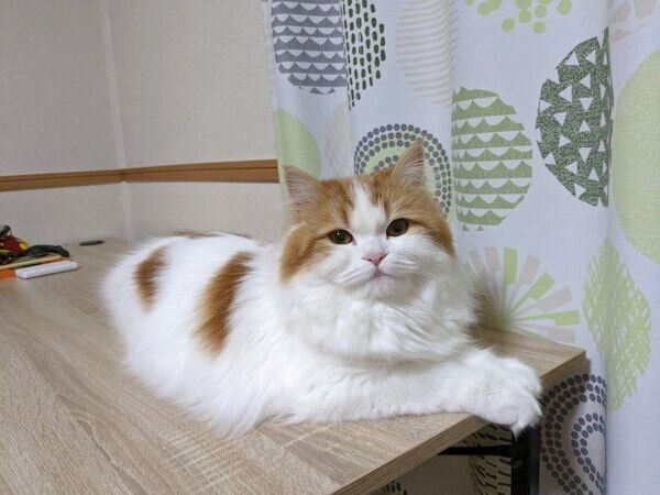 まったりするおいもちゃん