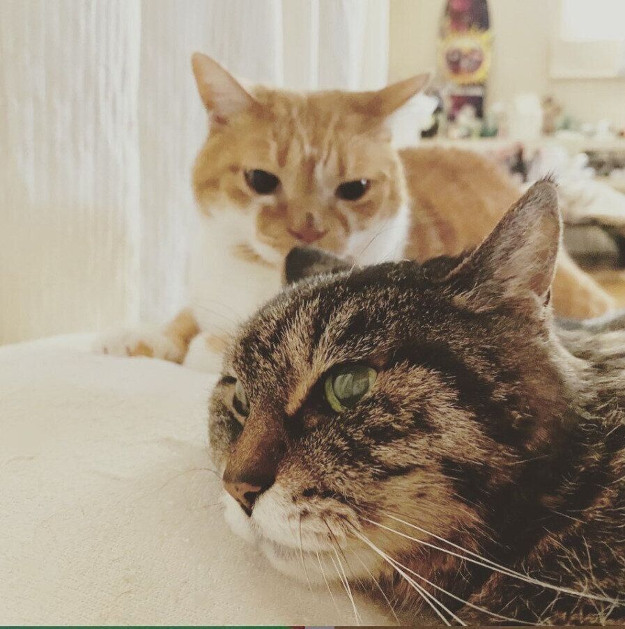 ＠izumit_tokioさんの愛猫たち（日本猫）