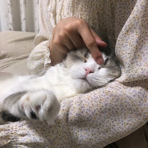 スコティッシュフォールドのくうちゃん♪