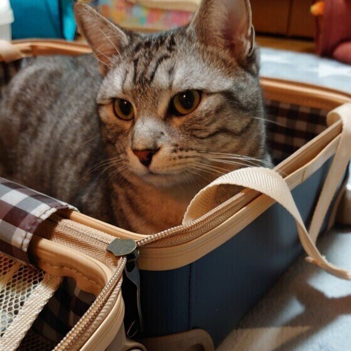獣医師監修 外出時の負担軽減に 猫をキャリーバッグに慣らす方法 ねこのきもちweb Magazine 獣医師監修 外出時の負担軽減に 猫をキャリーバッグに慣らす方法 ねこのきもちweb Magazine