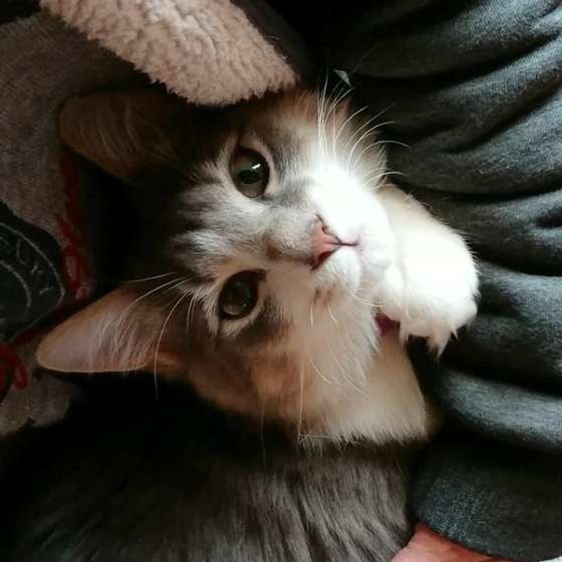 猫がゴロゴロ鳴く には癒し効果がある 体験談を交えて解説 ねこのきもちweb Magazine 猫がゴロゴロ鳴く には癒し効果がある 体験談を交えて解説 ねこのきもちweb Magazine