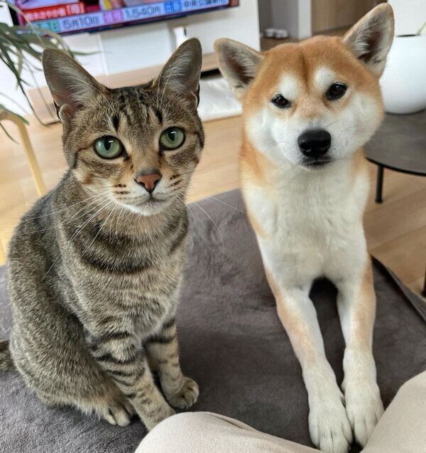 見つめるMugiくん、Haluくん