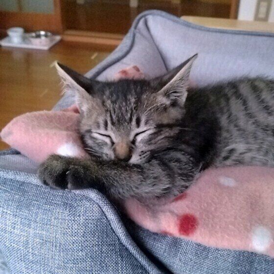 MIXキジトラのはるたくん