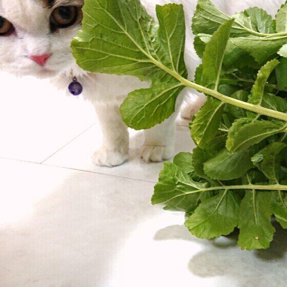 大根の葉の後ろから覗くスコティッシュフォールド