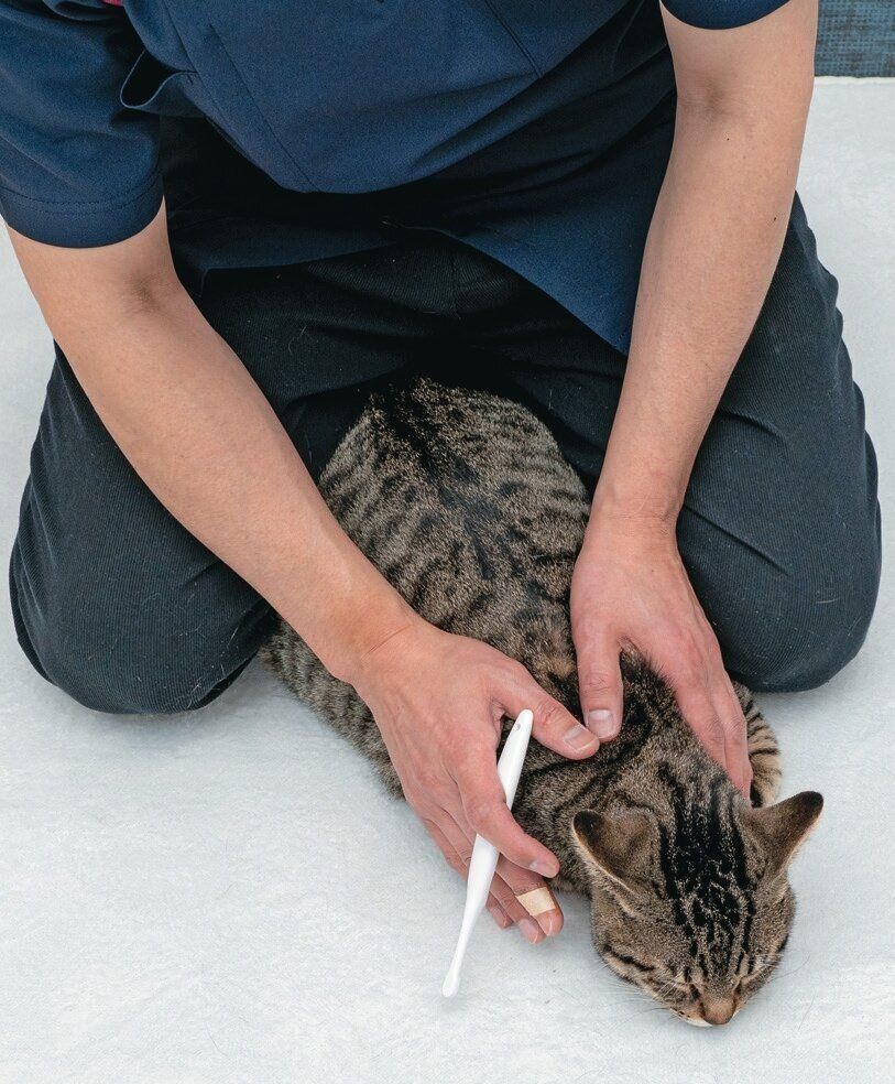 猫の体を足に添わせて保定している様子