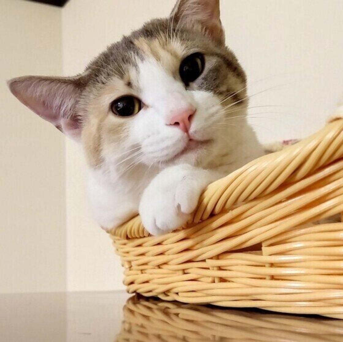 獣医師監修 猫にトイレのしつけは必要 排泄ケアやスプレー対策も ねこのきもちweb Magazine