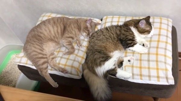 シンクロする猫