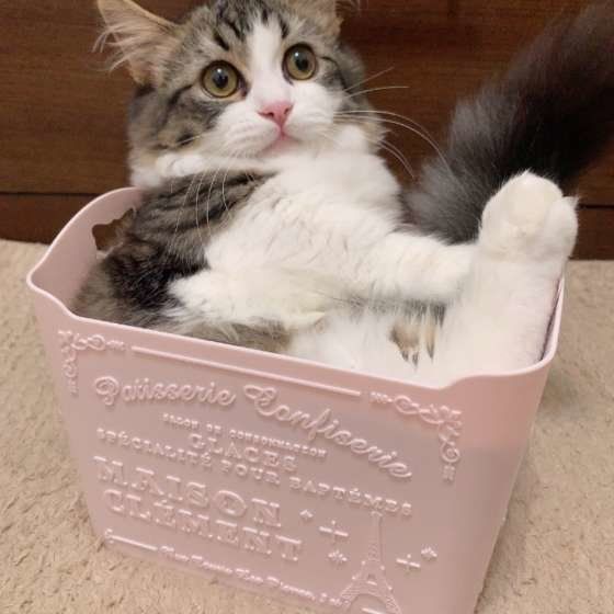 箱に入ったマンチカン