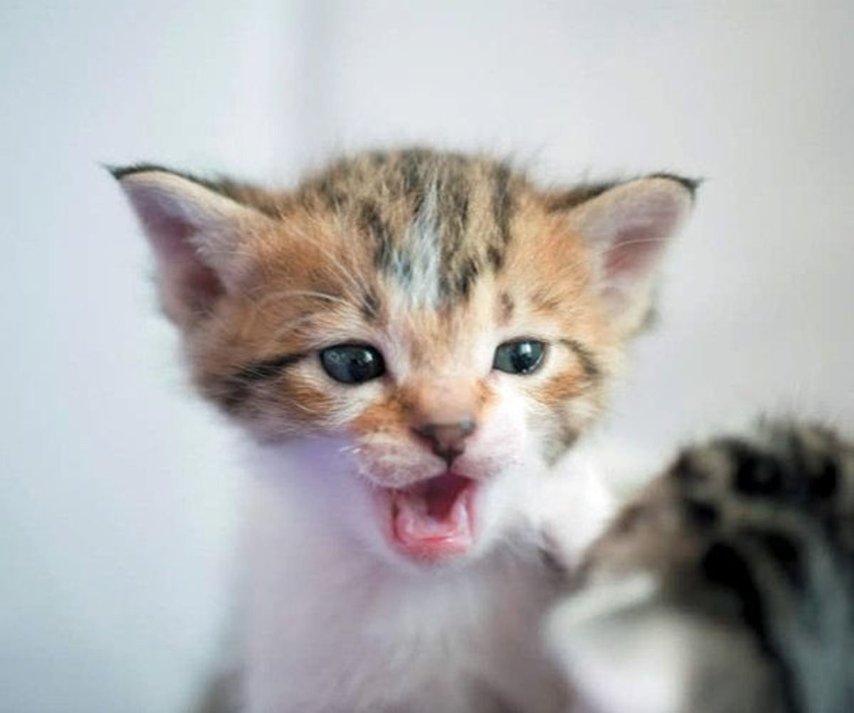 約半数の飼い猫がやってる サイレントニャー ってなに ねこのきもちweb Magazine 約半数の飼い猫がやってる サイレントニャー ってなに ねこのきもちweb Magazine