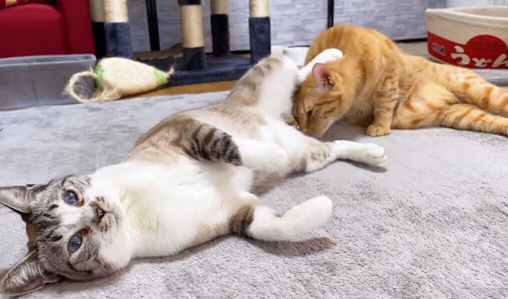 足を乗せるリノちゃん