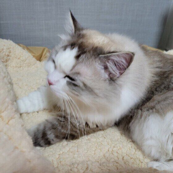 ふみふみするミーくん（ラグドール）