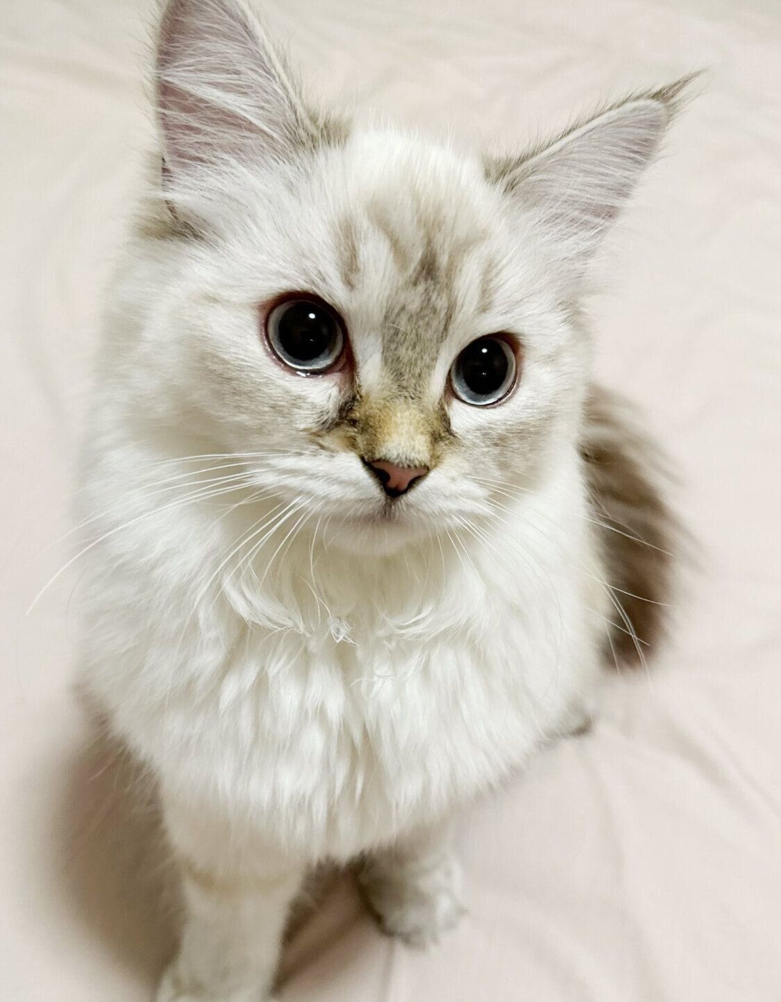 くりくりおめめで見つめる小雨ちゃん