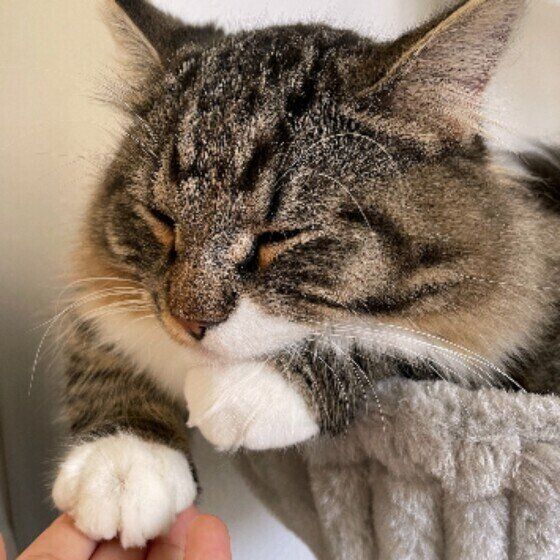 かわいいお手々のマンチカン