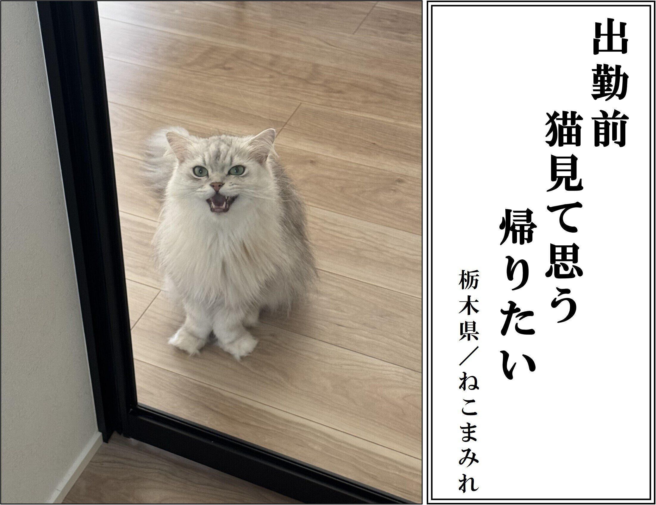 【猫部門：優秀賞】ねこまみれさん／ルークちゃん