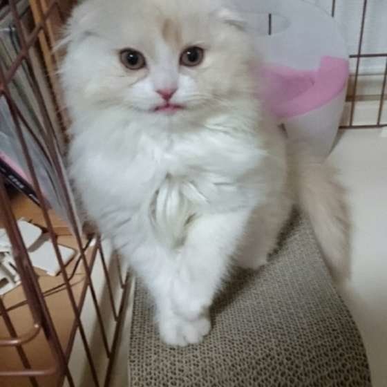 バリバリする猫