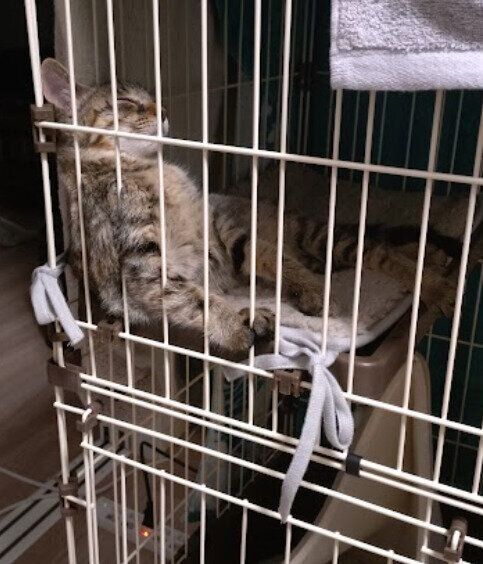 ケージの中で眠る生後3カ月の猫