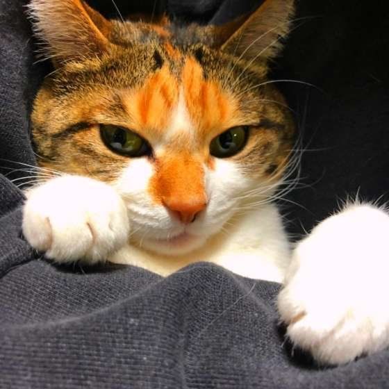 MIXミケのミニーちゃん