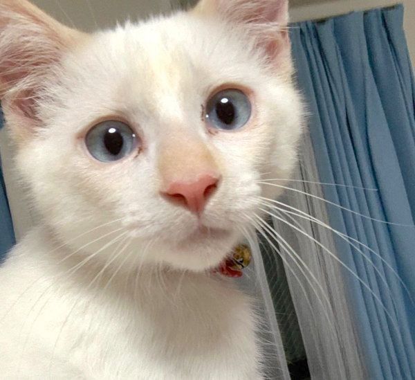 まんまるお目めの白猫