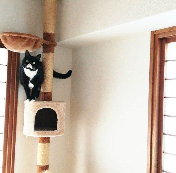 キャットタワーにのぼりカメラ目線な猫