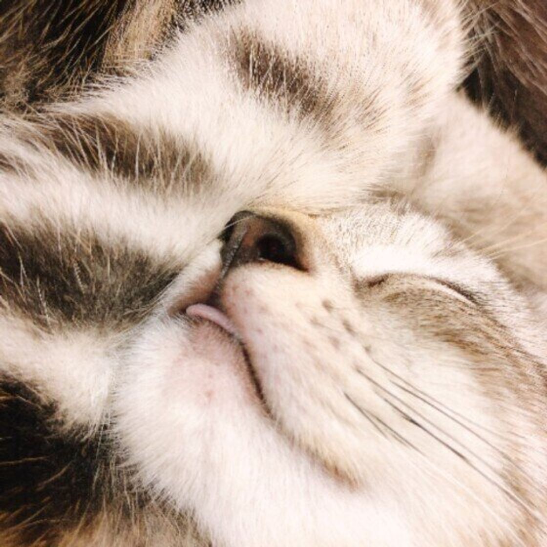 しまい忘れてますよ 猫が舌をだしっぱなしにしてしまう理由 ねこのきもちweb Magazine しまい忘れてますよ 猫が舌をだしっぱなしにしてしまう理由 ねこのきもちweb Magazine