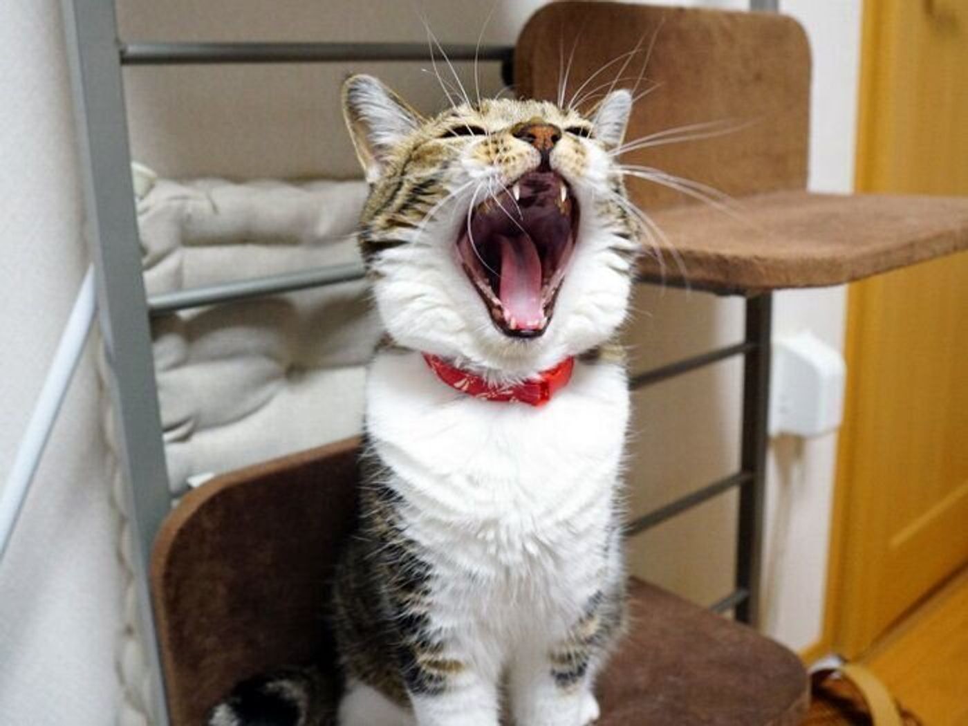 今話題の猫語翻訳アプリを使ってみた 本日もねこ晴れなり Vol 326 ねこのきもちweb Magazine 今話題の猫語翻訳アプリを使ってみた 本日もねこ晴れなり Vol 326 ねこのきもちweb Magazine