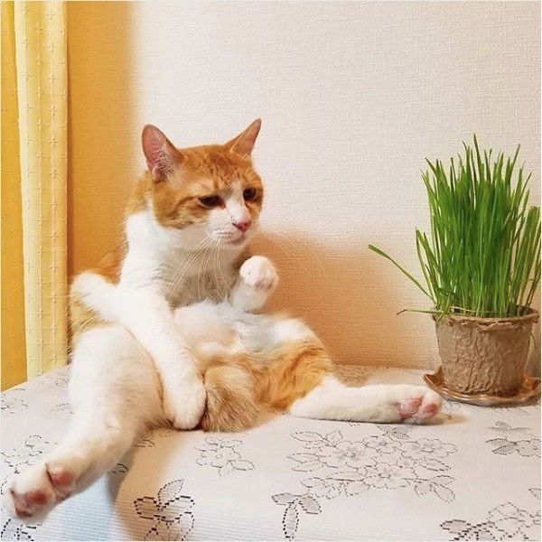 へんな座り方ニャンズ