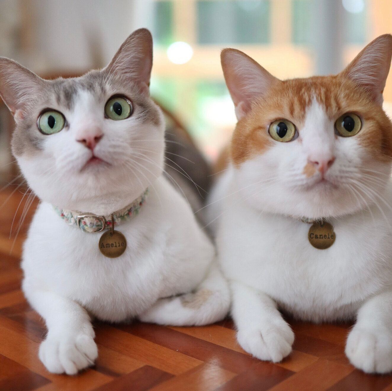 仲良しなアメリちゃん、カヌレくん