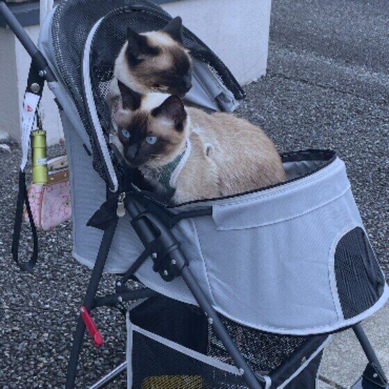 シャムのアスベル＆ラステルちゃん