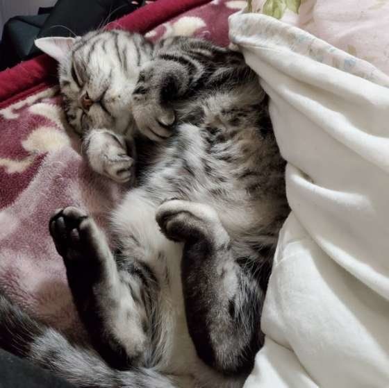 あめちゃんの寝姿