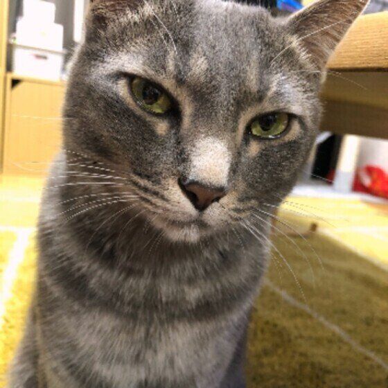 MIXサバトラ ジルベールくん