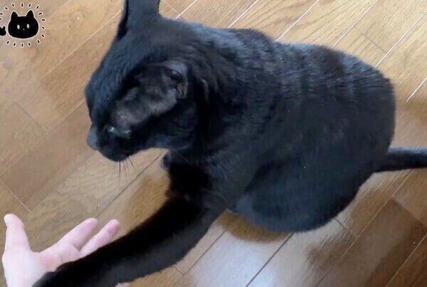 オテをするろんさん