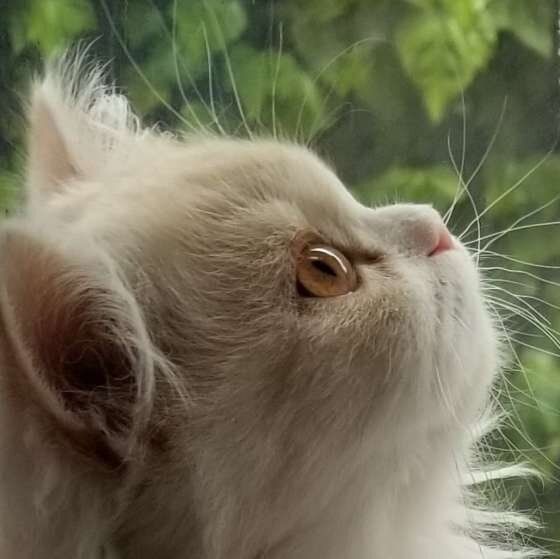 ミヌエット子猫のつくねくん