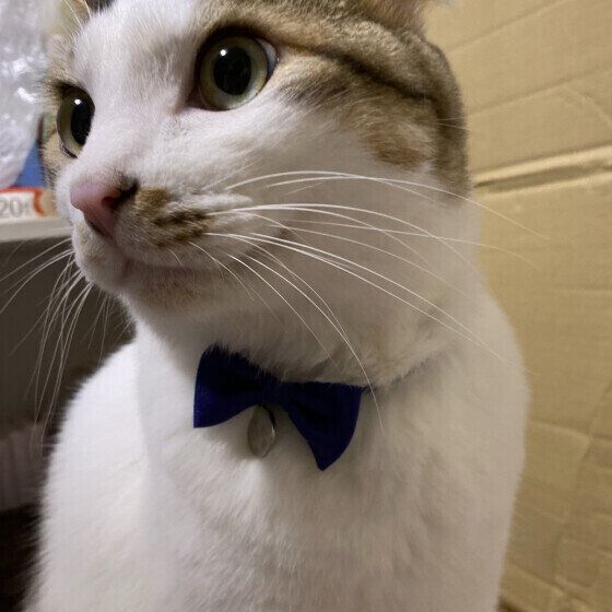 どこかを見つめるMIXのにゃあたくん