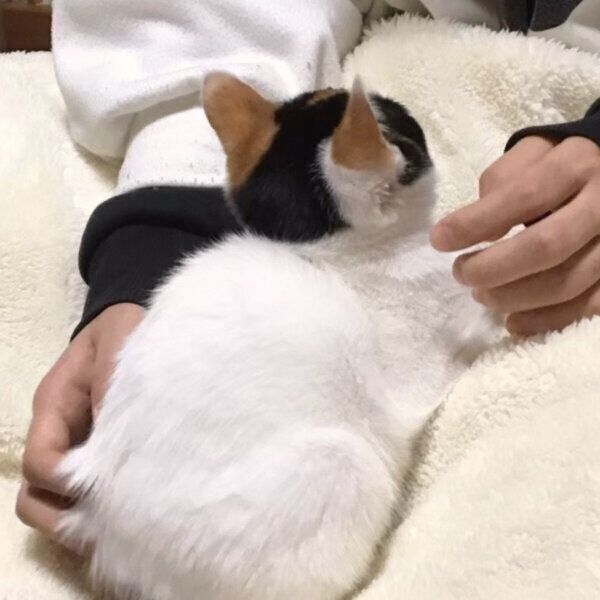 後ろ姿のしゃけちゃん