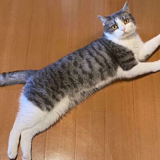 スコティッシュフォールドのまるくん