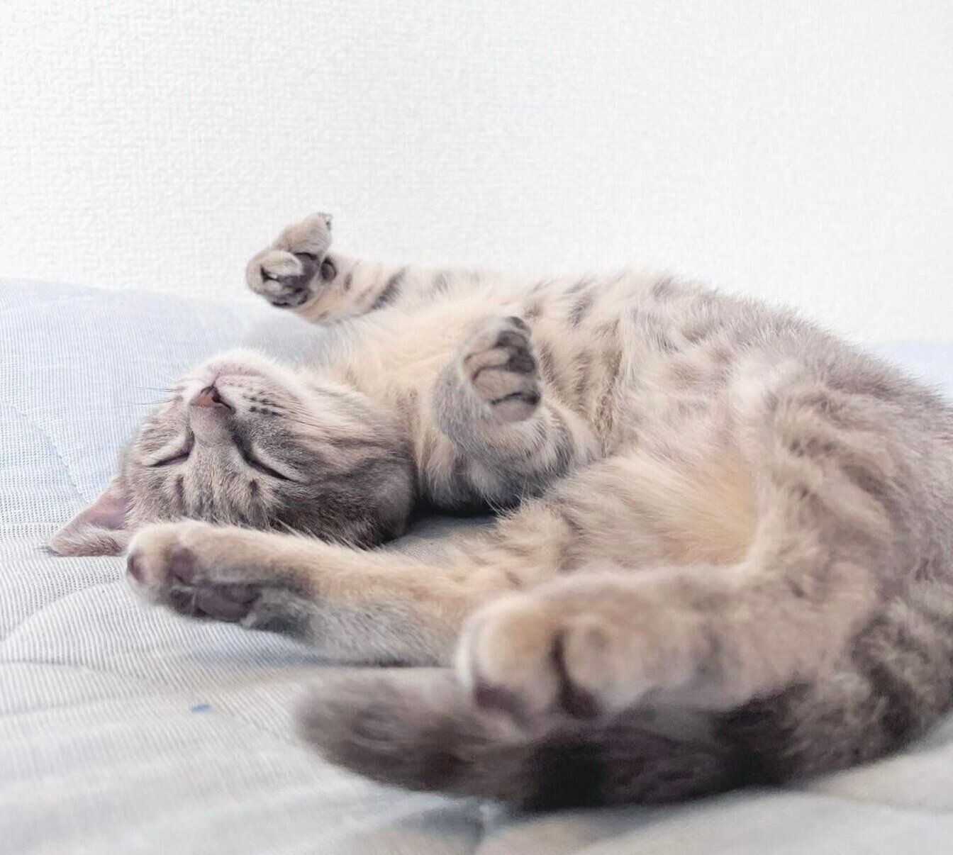 安心して眠るコユビちゃん