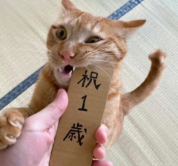 元気いっぱいのちくわくん