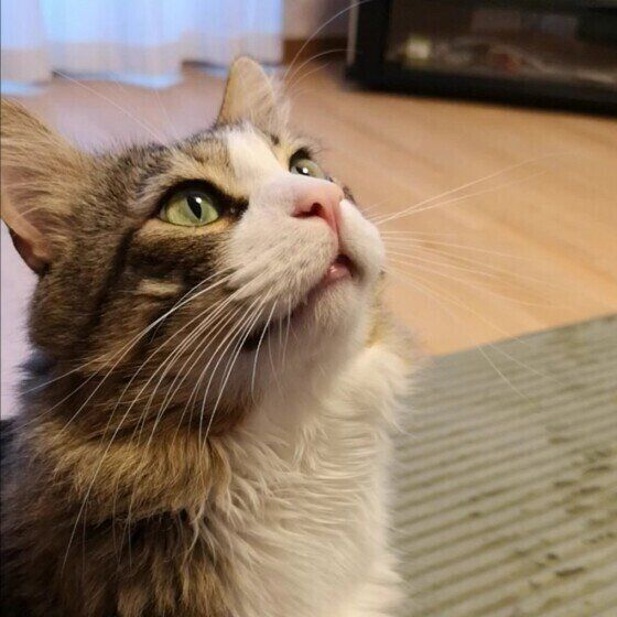 見上げるメインクーン