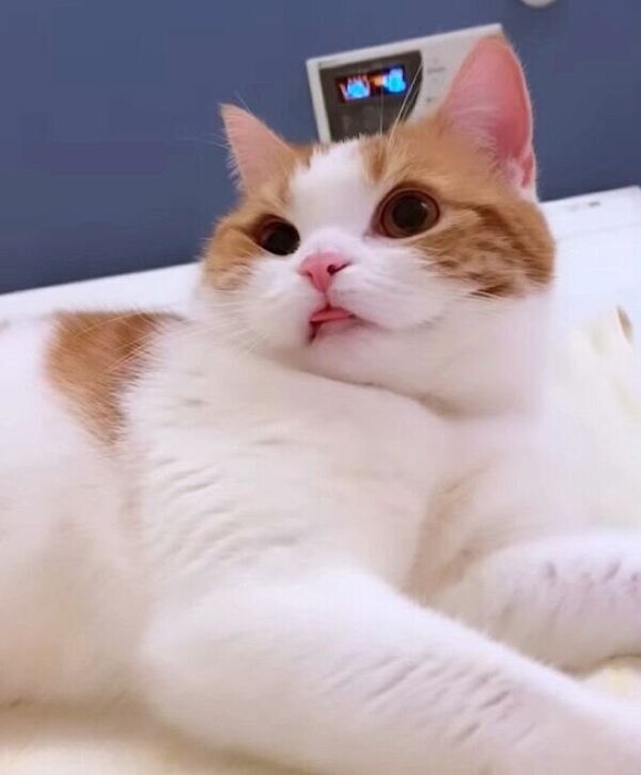 舌をしまい忘れるはなちゃん