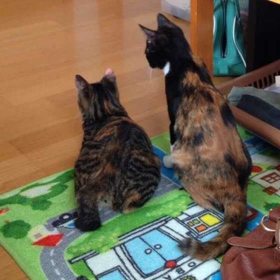 カギしっぽの姉妹猫