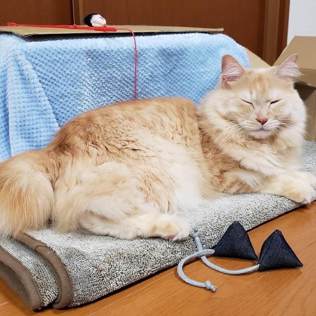 猫まきびしとボブちゃん