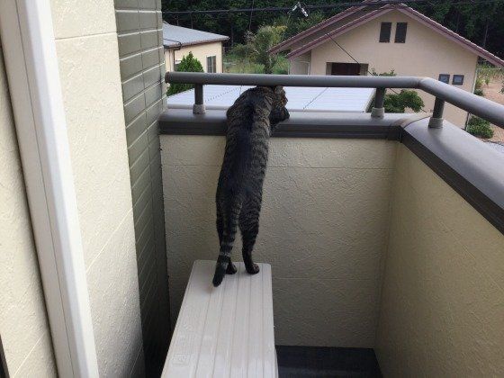 脱走グセがあるキジトラ（MIX）