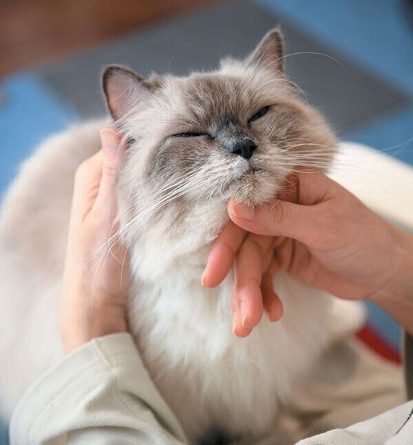 撫でてもらう猫