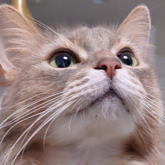 どこかを見つめる猫