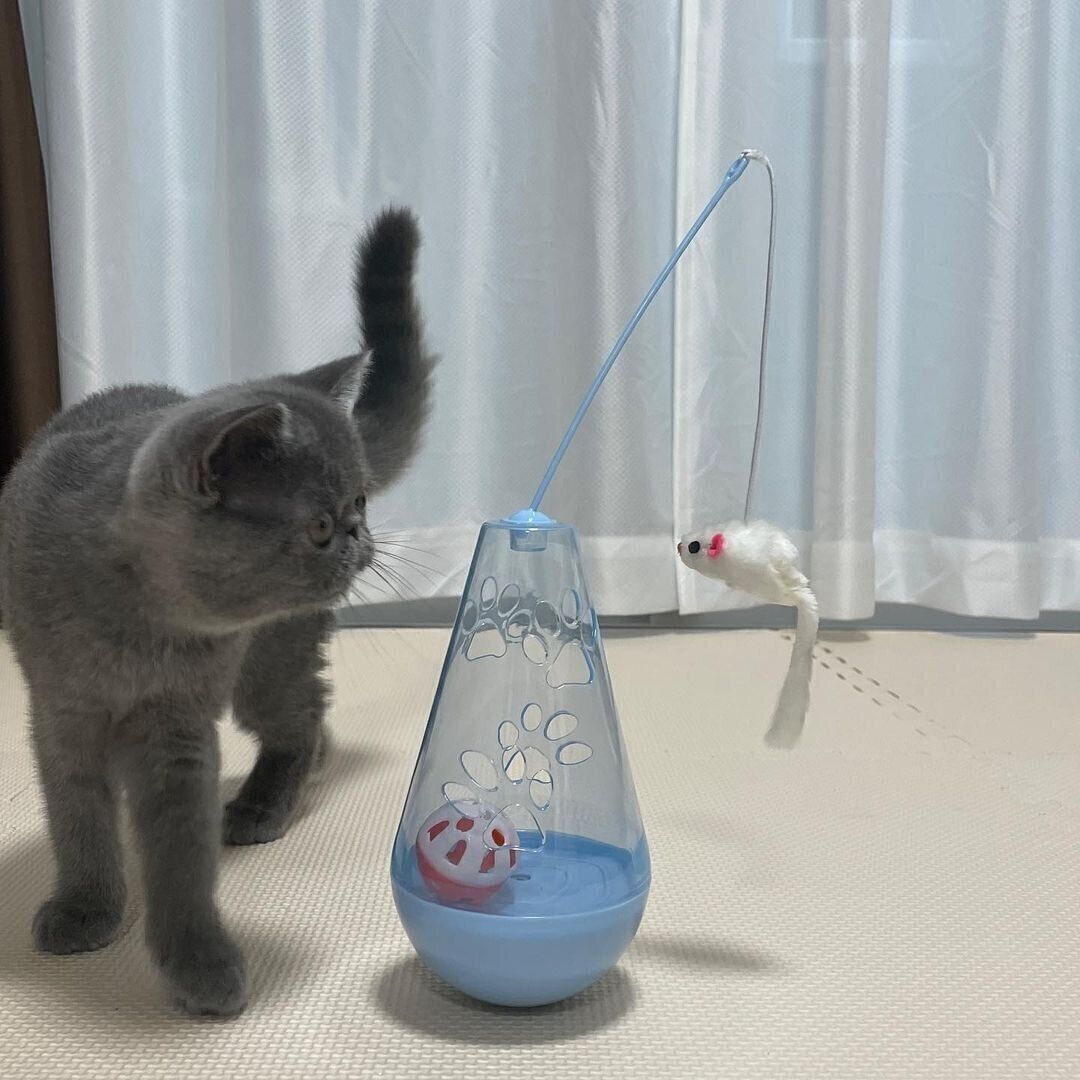 ロコちゃん（エキゾチックショートヘア）