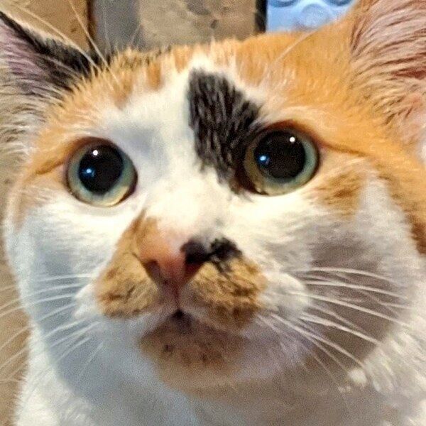 まんまるな「タヌキ顔」がこうなる!? 「表情のギャップ」がスゴすぎる猫の衝撃ビフォーアフター|ねこのきもちWEB MAGAZINE