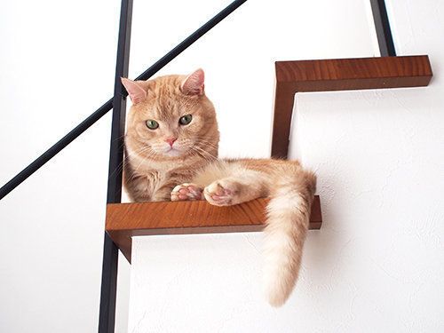 うちの猫ぶーちゃんです　 A long-lived cat】120 years old as for a human?! The