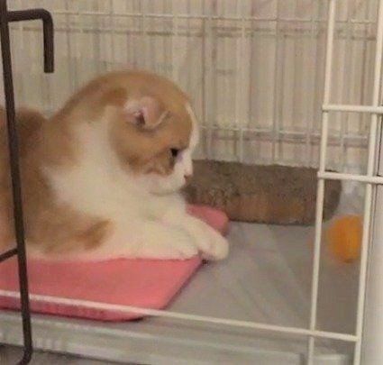 動かずに遊ぶ猫 ちゃちゃ丸くん